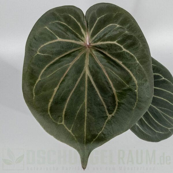 Anthurium king of spades