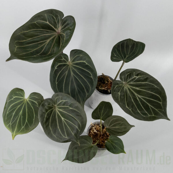 Anthurium king of spades