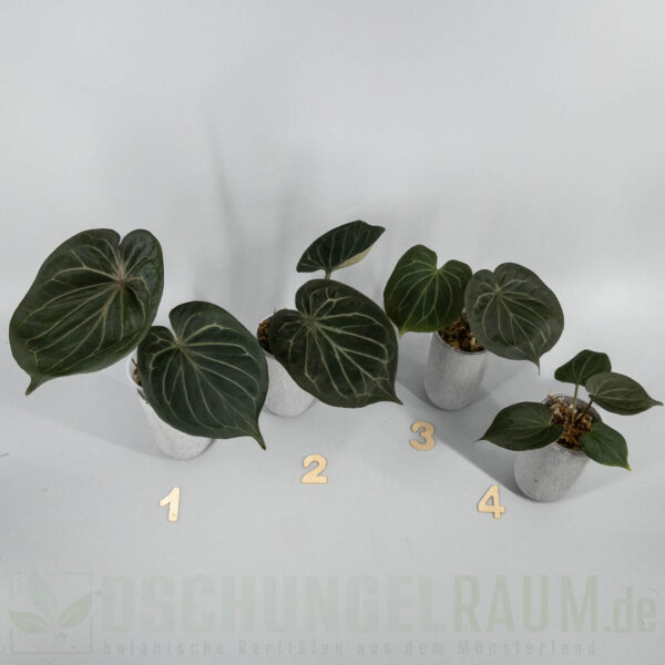 Anthurium king of spades