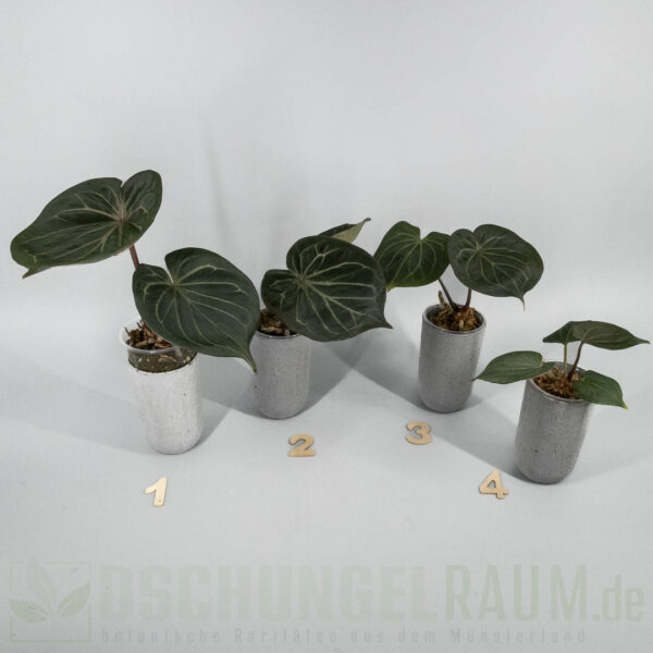 Anthurium king of spades