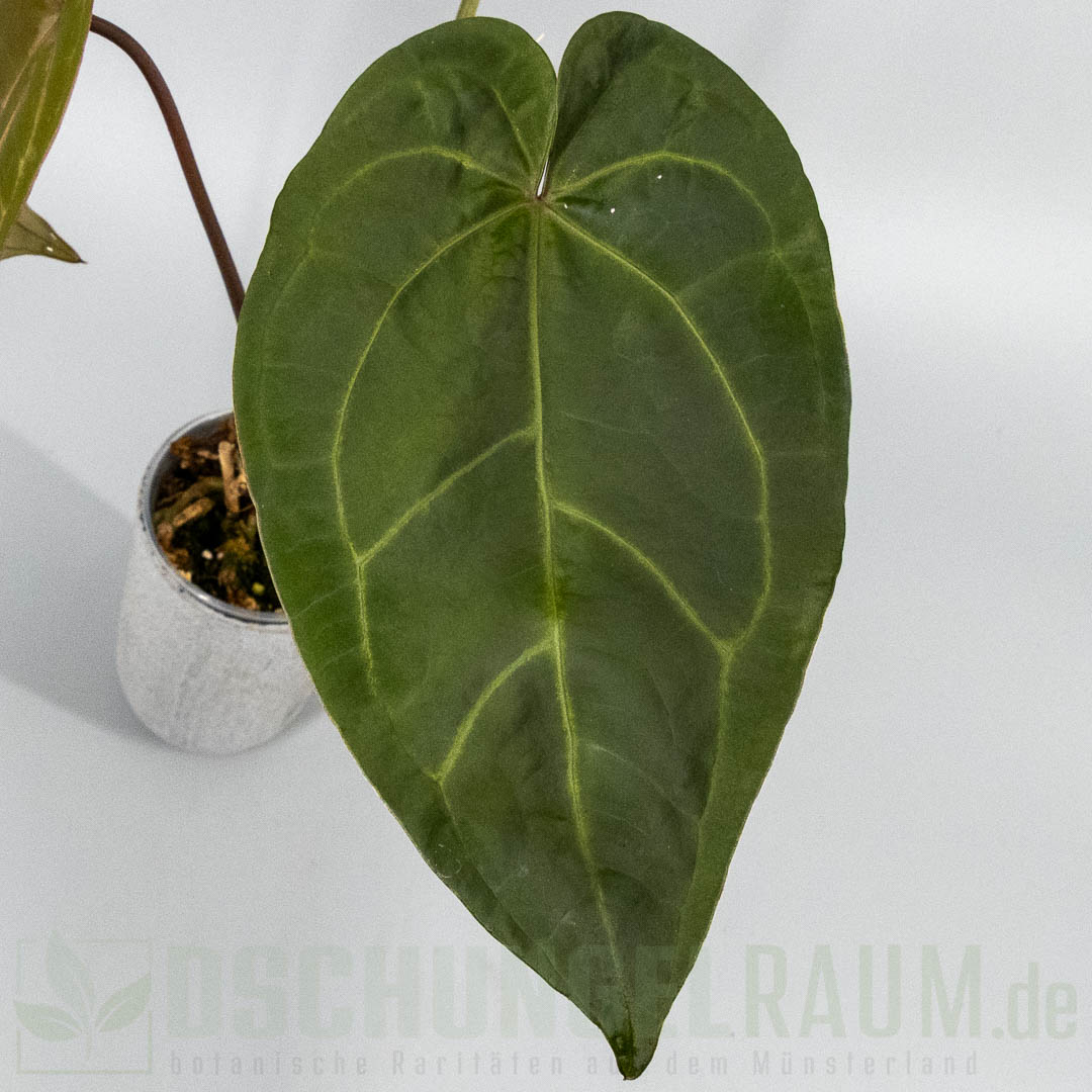 Anthurium ace of spades