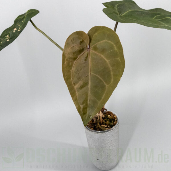 Anthurium ace of spades