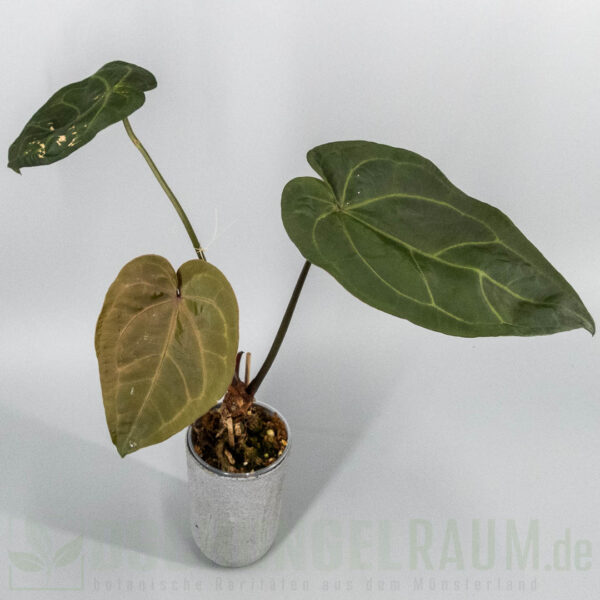 Anthurium ace of spades