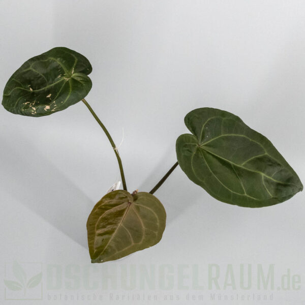 Anthurium ace of spades