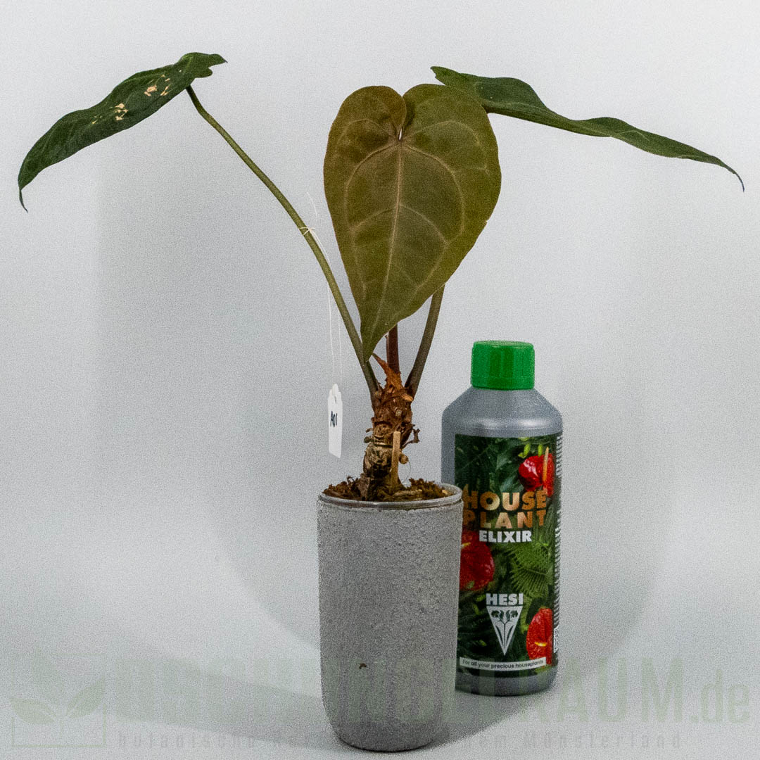 Anthurium ace of spades