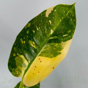 Philodendron green congo marble