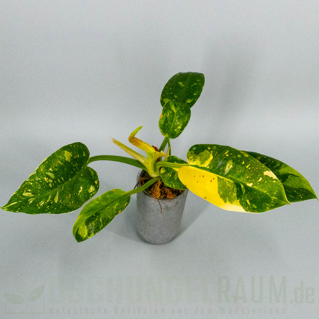 Philodendron green congo marble