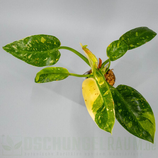 Philodendron green congo marble