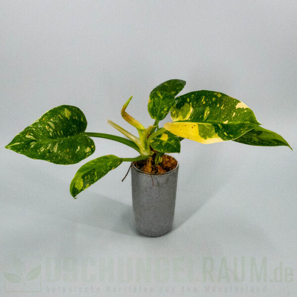 Philodendron green congo marble