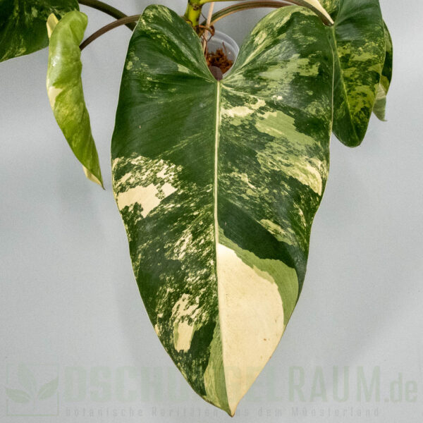 Philodendron White Princess tricolor Miracle