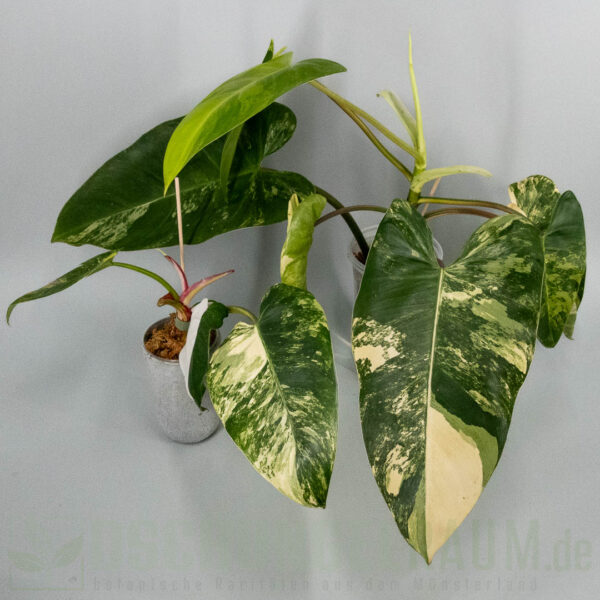 Philodendron White Princess tricolor Miracle