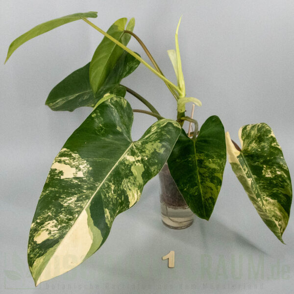 Philodendron White Princess tricolor Miracle