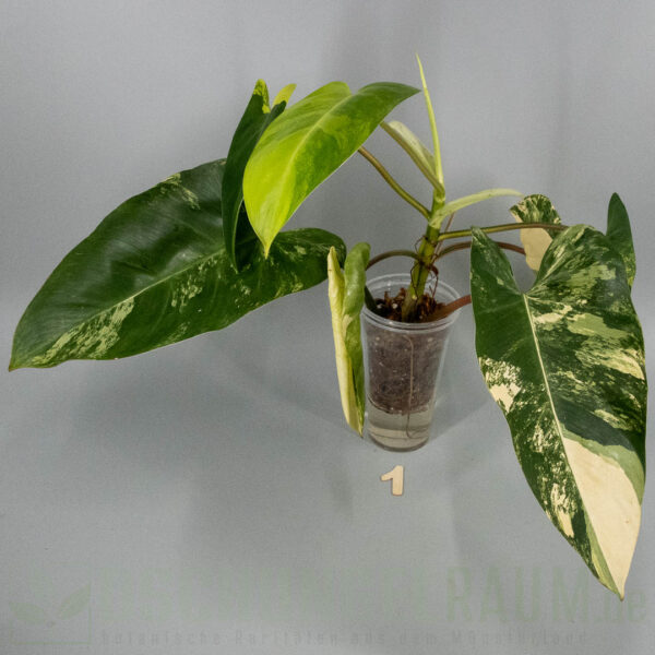 Philodendron White Princess tricolor Miracle