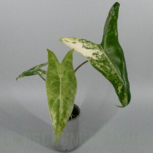 Alocasia longiloba albo variegata