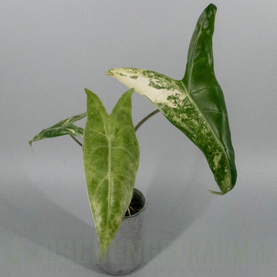 Alocasia longiloba albo variegata