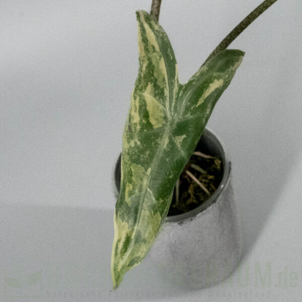 Alocasia longiloba albo variegata