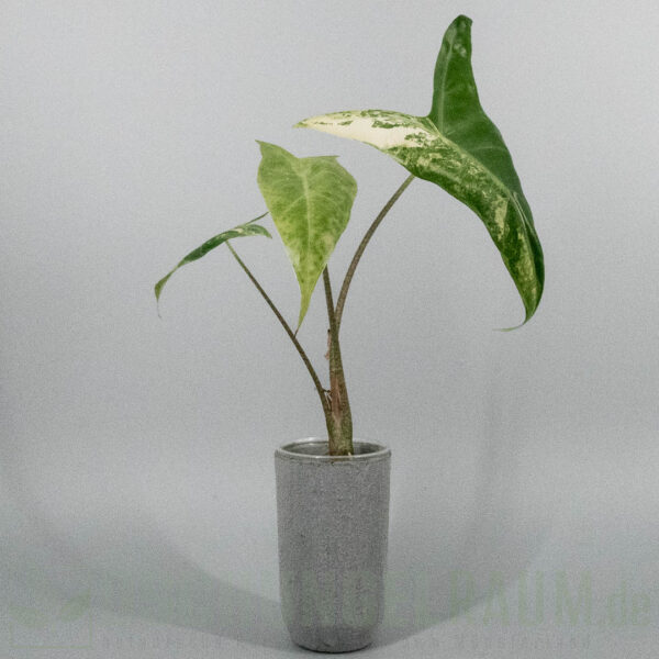 Alocasia longiloba albo variegata