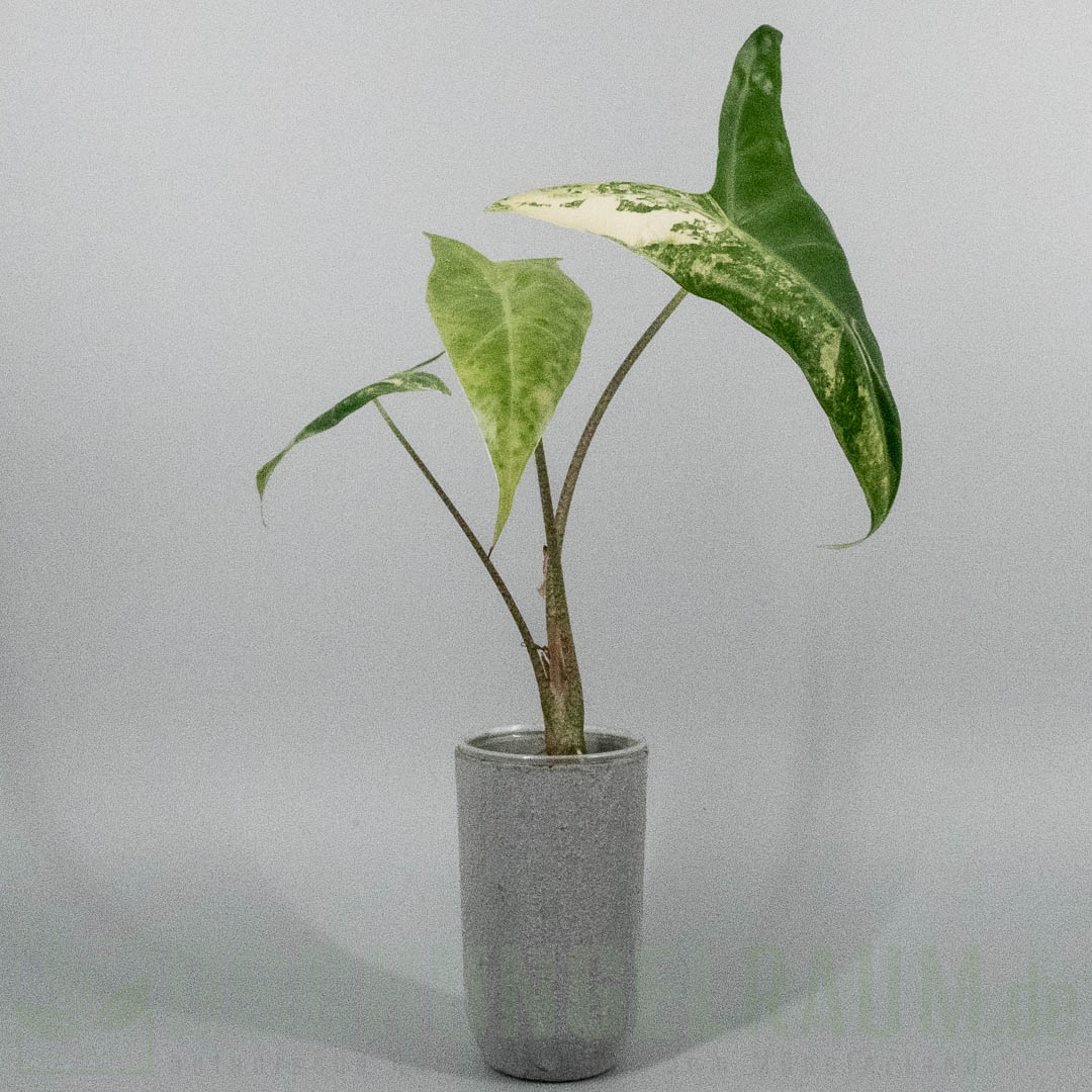 Alocasia longiloba albo variegata