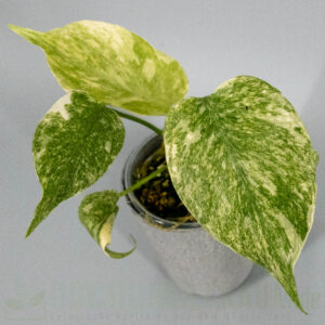 Monstera legacy
