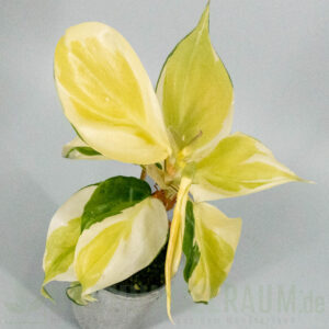 Philodendron hederaceum gabby sport
