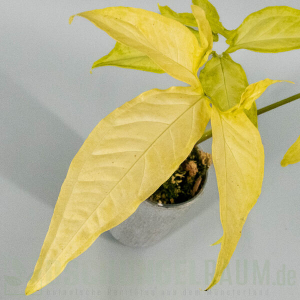 Syngonium angustatum lemon