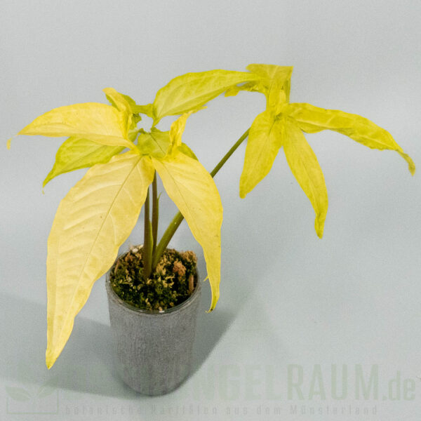 Syngonium angustatum lemon
