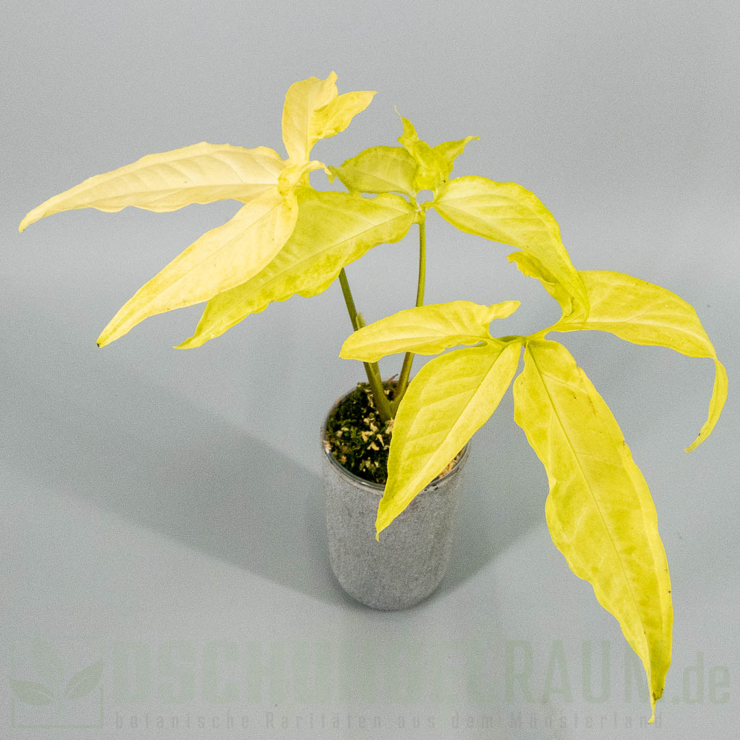 Syngonium angustatum lemon
