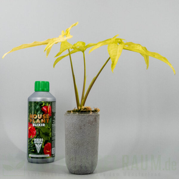 Syngonium angustatum lemon