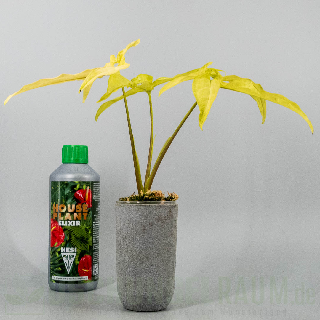 Syngonium angustatum lemon