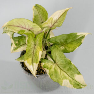 Syngonium White Princess