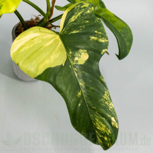 Philodendron bipennifolium violin variegata