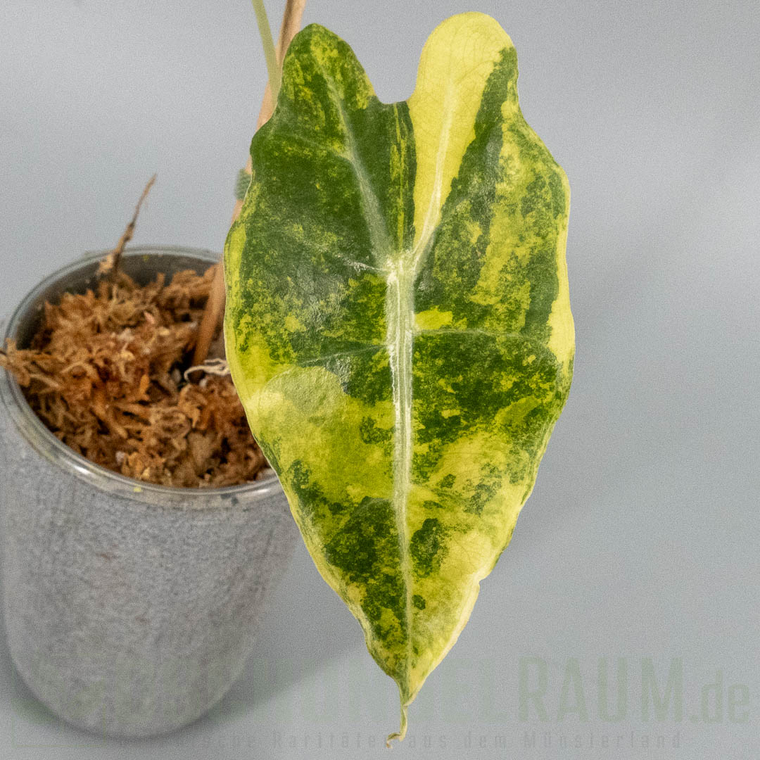 Alocasia sanderiana bull aurea variegata