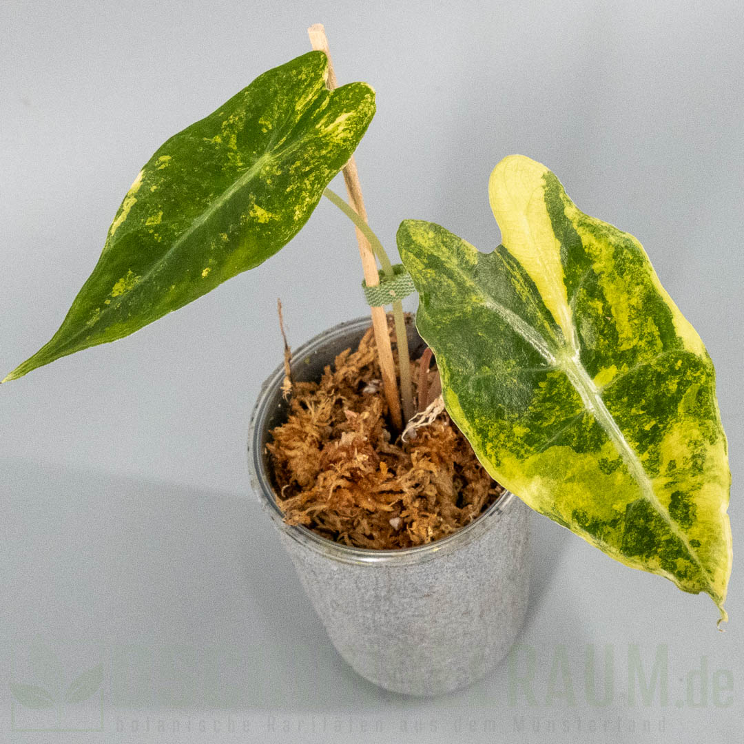 Alocasia sanderiana bull aurea variegata