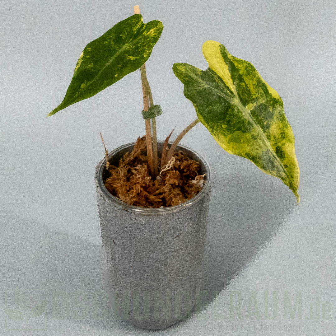 Alocasia sanderiana bull aurea variegata