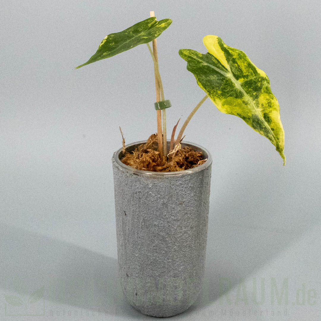 Alocasia sanderiana bull aurea variegata