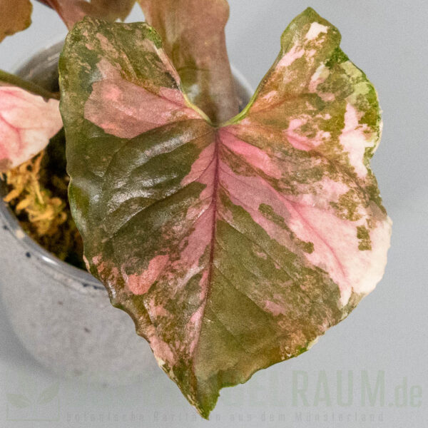 Syngonium strawberry ice galaxy