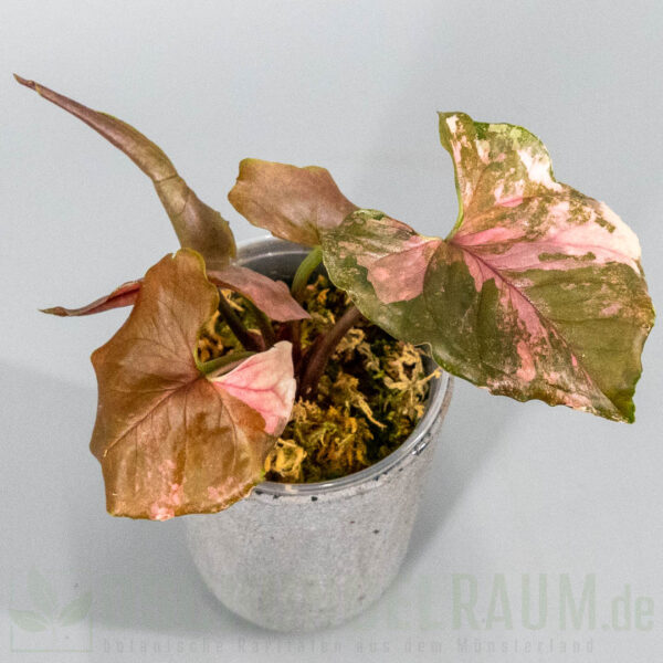 Syngonium strawberry ice galaxy