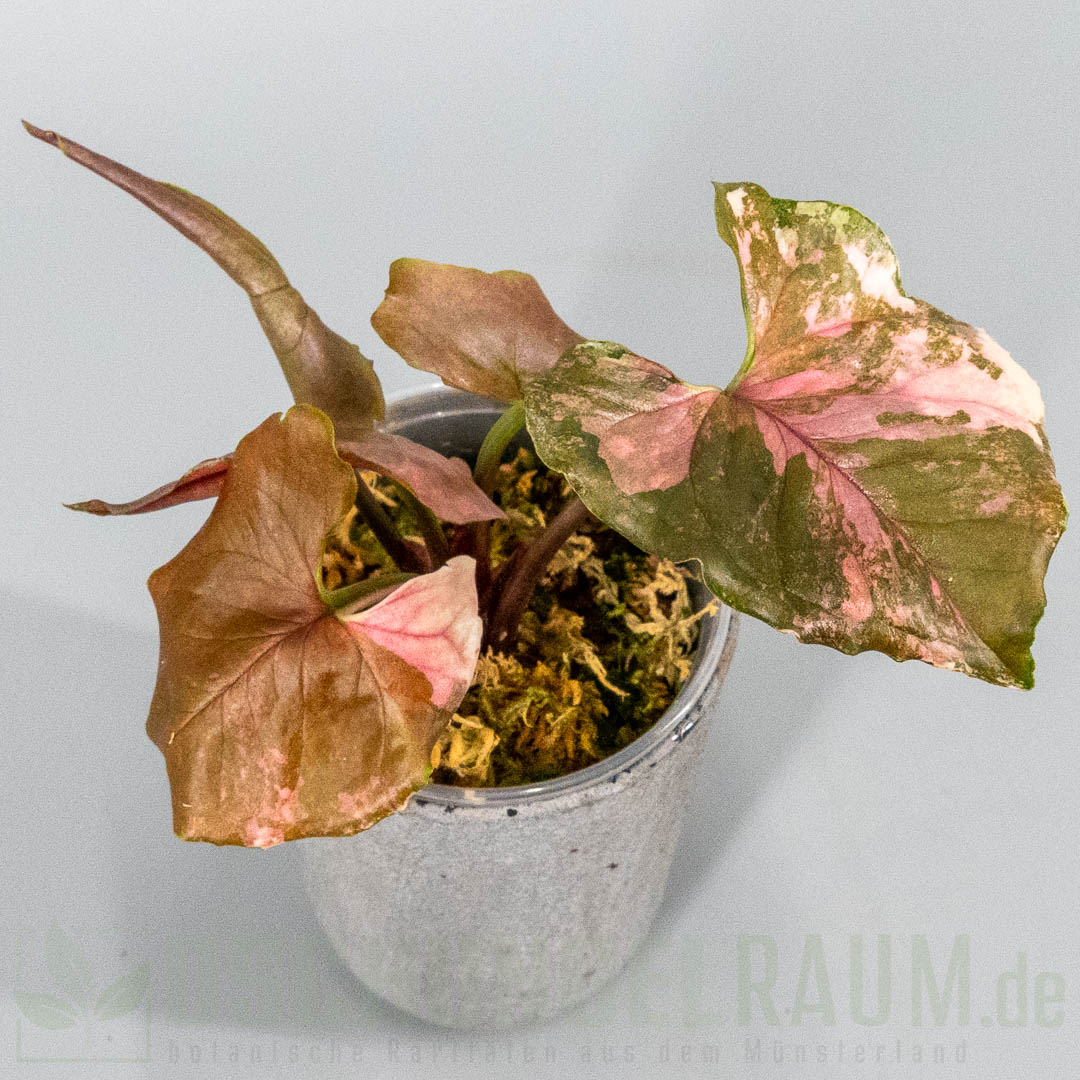 Syngonium strawberry ice galaxy