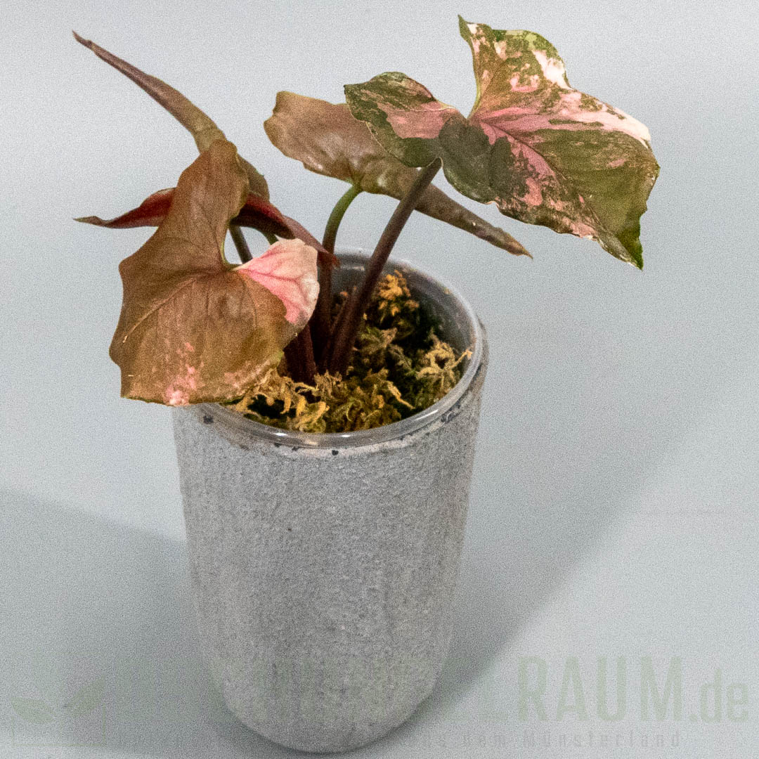 Syngonium strawberry ice galaxy