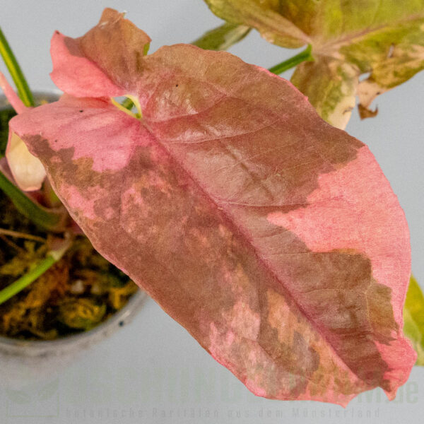 Syngonium double red variegata
