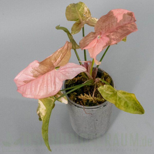 Syngonium double red variegata