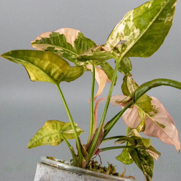 Syngonium double red variegata