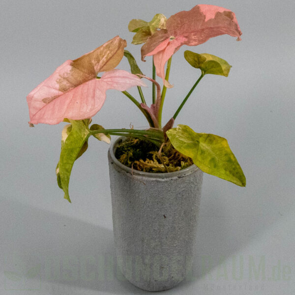 Syngonium double red variegata