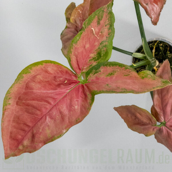 Syngonium orm nak super red