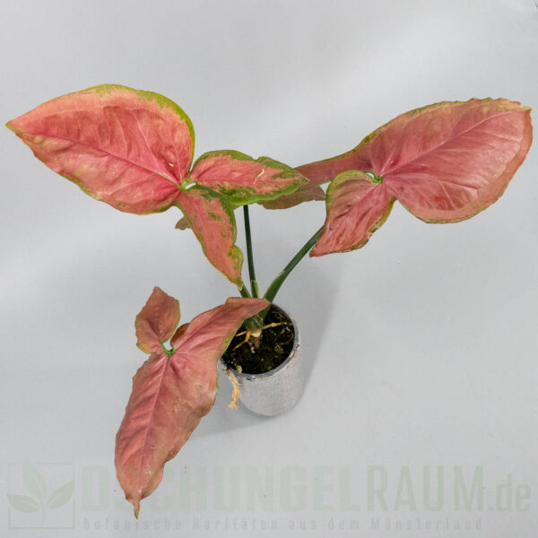 Syngonium orm nak super red