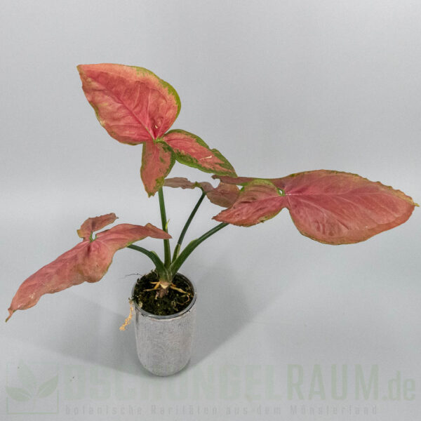 Syngonium orm nak super red