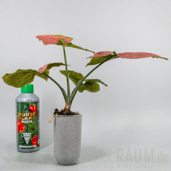 Syngonium orm nak super red