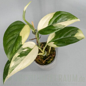 Monstera adansonii acacoyaguensis albo variegata