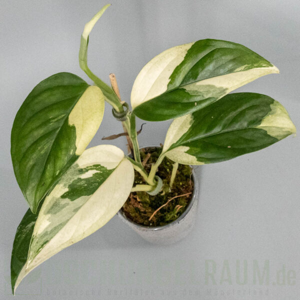 Monstera adansonii acacoyaguensis albo variegata