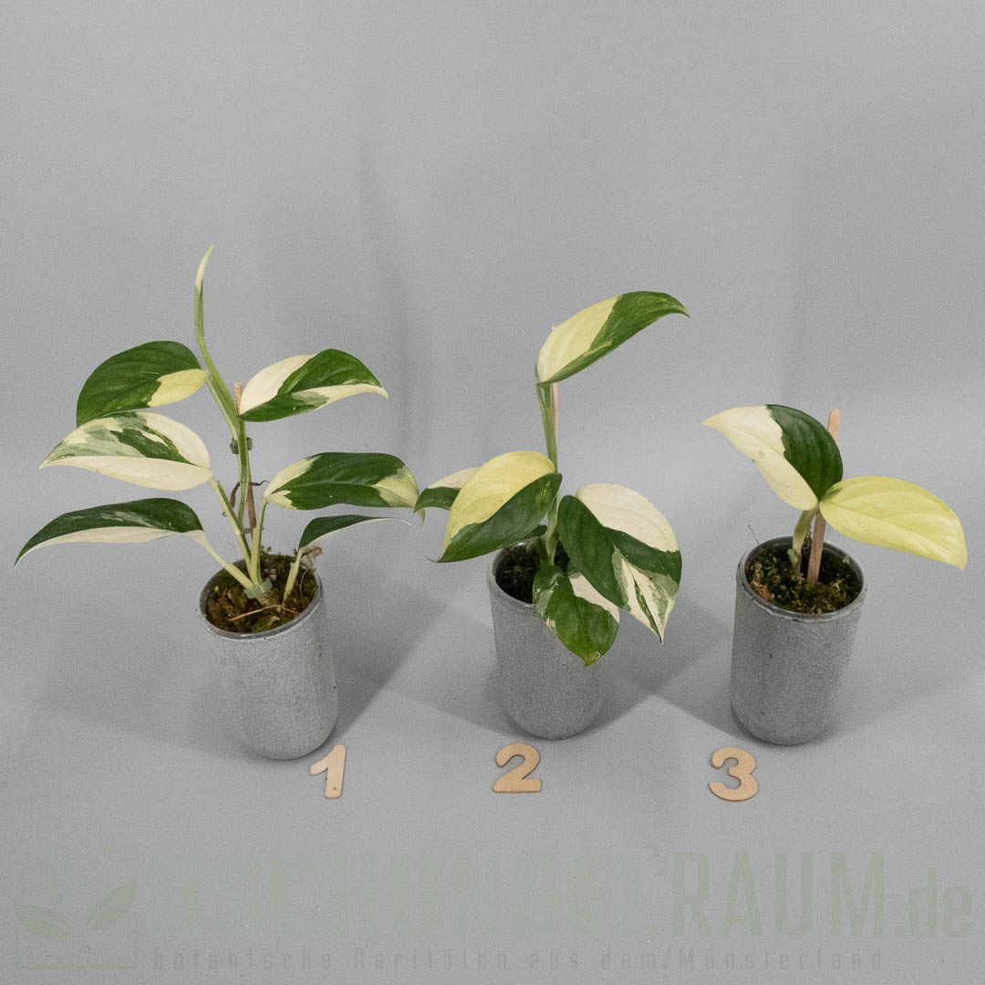 Monstera adansonii acacoyaguensis albo variegata